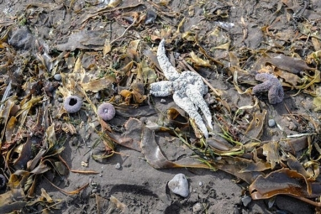 Экологическая катастрофа на Камчатке: ученые сообщили о гибели 95% морских организмов в Авачинской бухте - фото №2