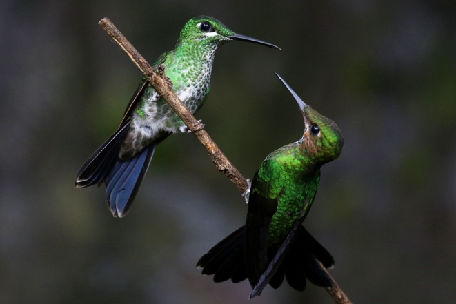 Имеют раздвоенный язык и часто меняют партнеров: новые факты о колибри - фото №2