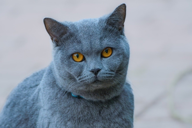 День кота в Европе: самые милые фотографии котиков-муркотиков (ФОТО) - фото №5