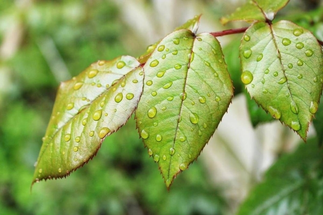 Які рослини ненавидять затяжні дощі і як вберегти їх після зливи - фото №1