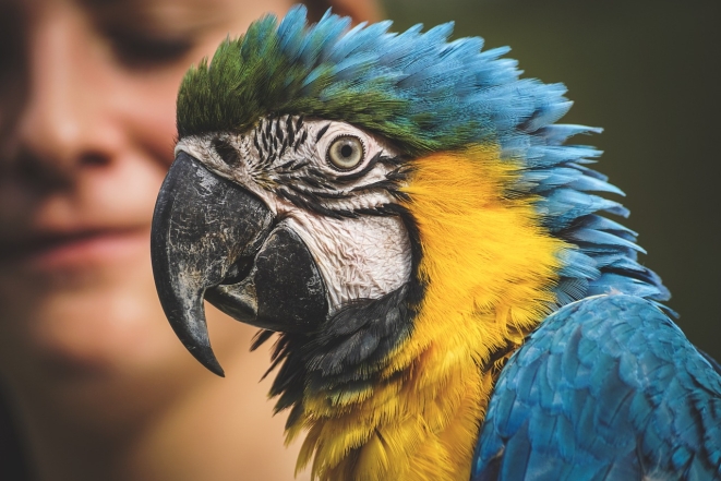 Сине-желтый попугай, фото