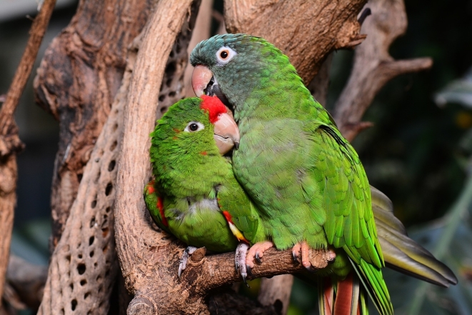 Звонкие и яркие: фотографии попугаев, которые не оставят никого равнодушными (ФОТО) - фото №12