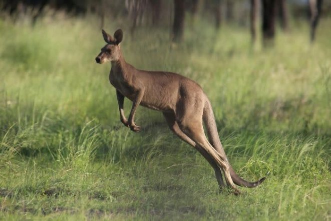 Всесвітній день кенгуру