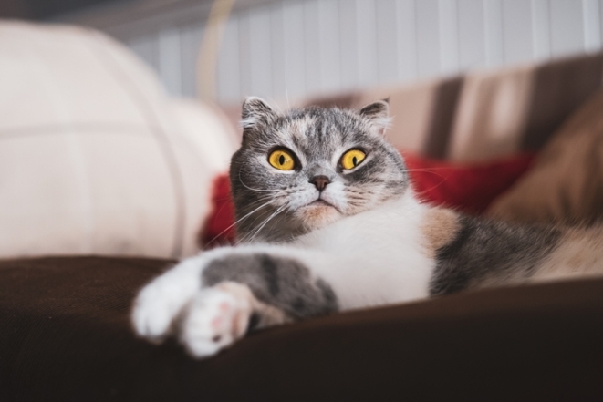 Кіт з великими жовтими очима фото
