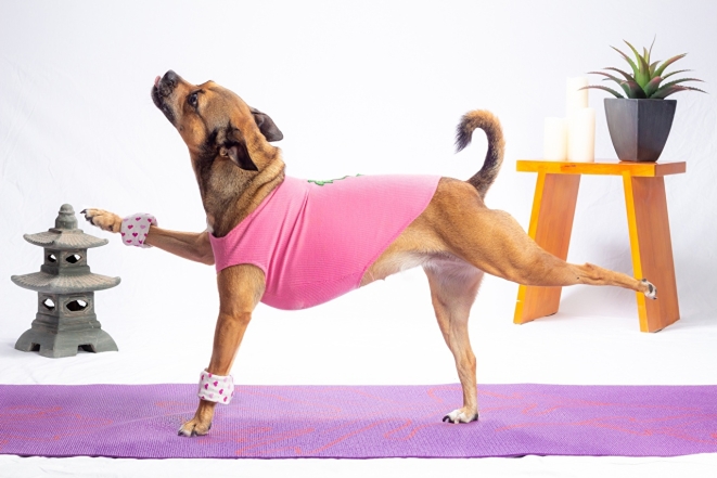 На фото собака занимается фитнесом