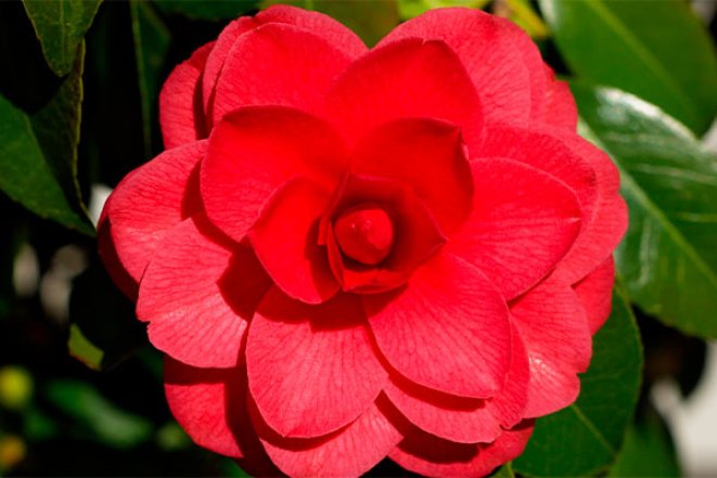 Какие цветы самые редкие в мире