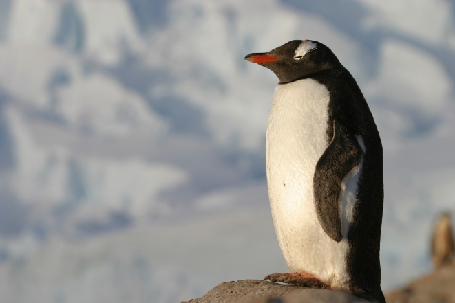 Пингвин дремлет, фото