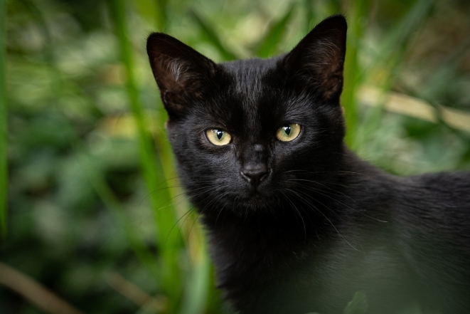 Международный день черного кота: фото самых красивых пушистиков такой масти - фото №20