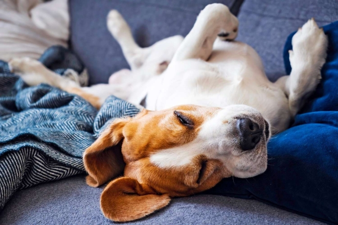 Почему пес бежит во сне: три вопроса к кинологине о том, как спят собаки - фото №1