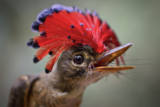 Секретар, гарпія і вусата синиця: ТОП-15 рідкісних птахів планети (ФОТО) - фото №3