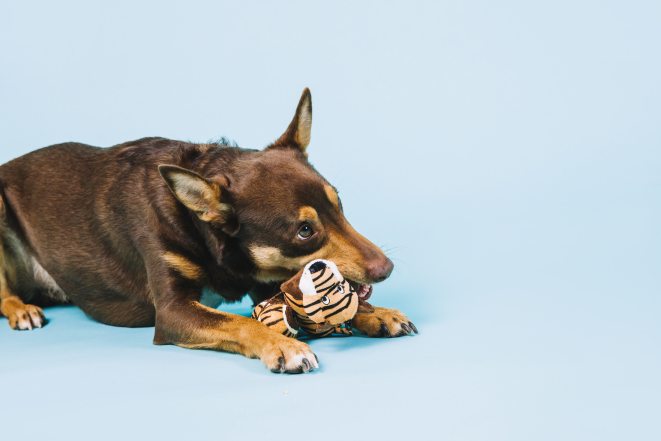 Мягкие игрушки для собак - как играть