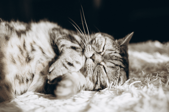 Милые и смешные фото кошек