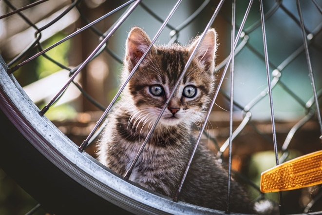 Міжнародний день кішок: милі світлини тварин і цікаві факти - фото №13