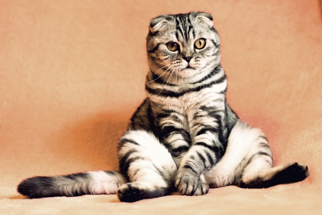 Международный день кошек: милые фотографии животных и интересные факты - фото №5