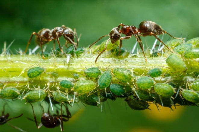 муравьи тля