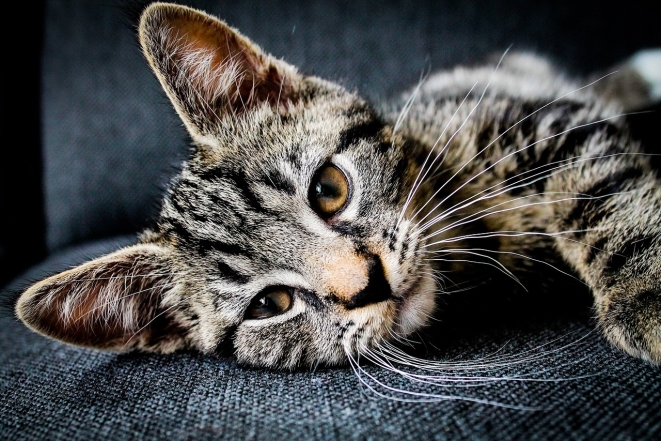 Международный день кошек: милые фотографии животных и интересные факты - фото №8