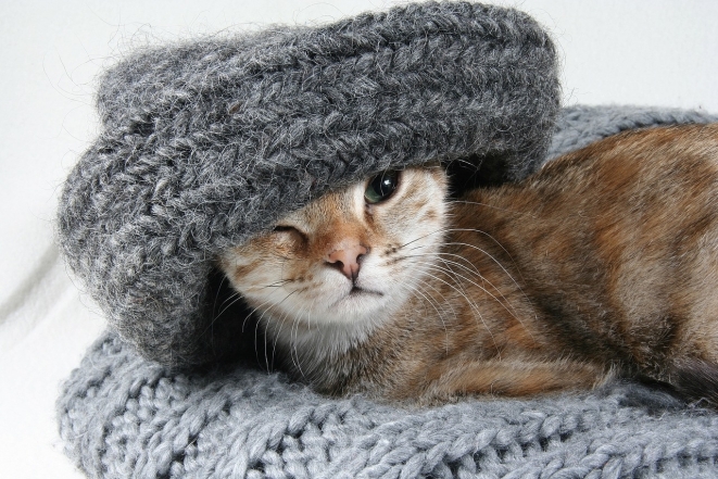 День кота в Європі: наймиліші світлини котиків-муркотиків (ФОТО) - фото №17