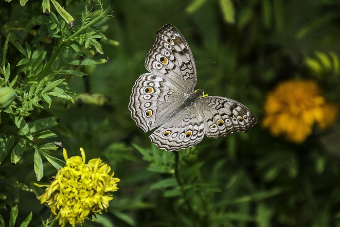 Самое красивое насекомое: фотографии вдохновляющих и заряжающих энергией бабочек (ФОТО) - фото №4