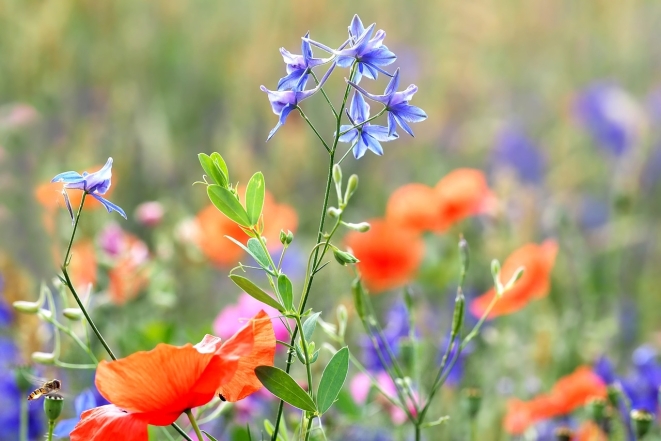 Час психологічного розвантаження: світлини польових квітів, які заряджають енергією (ФОТО) - фото №1