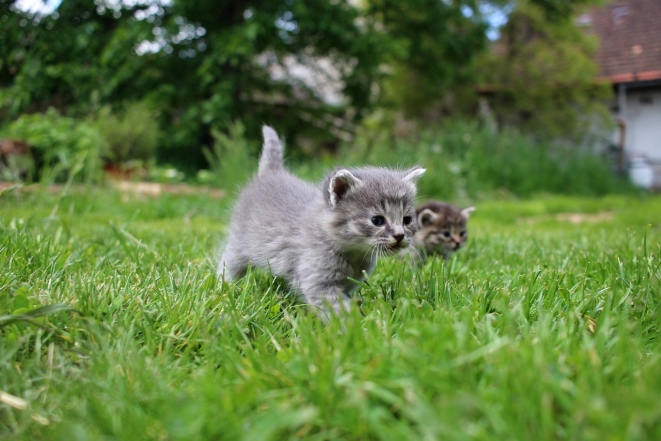 Сірі кошенята у траві, фото