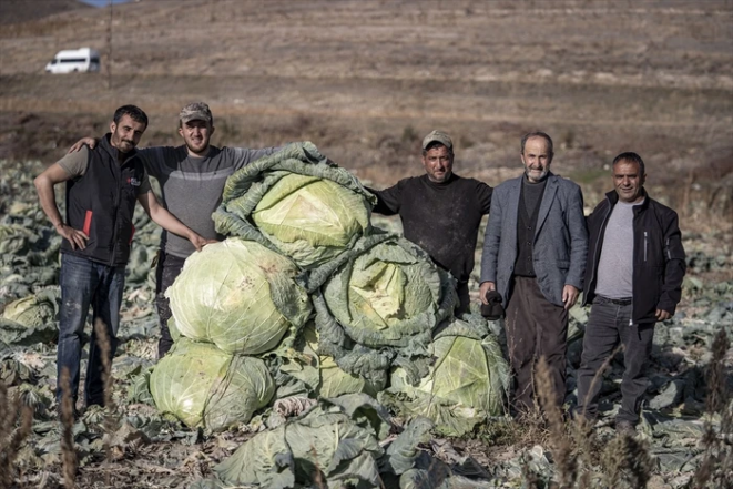 виростили величезну капусту