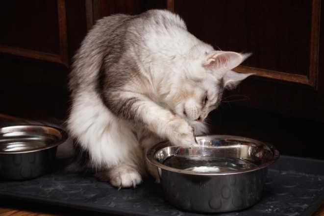 Зачем коты пьют воду лапкой
