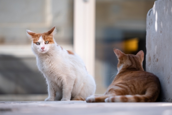 День кота в Європі: наймиліші світлини котиків-муркотиків (ФОТО) - фото №10