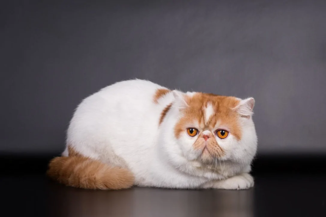Екзотична короткошерста кішка - фото