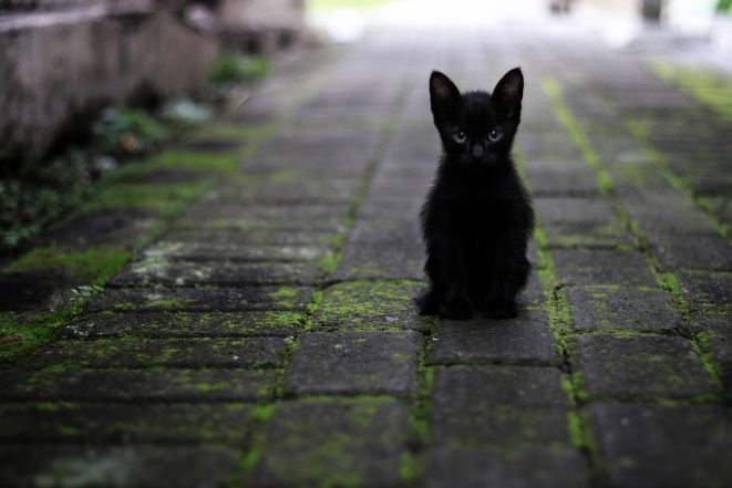 День кота в Европе: самые милые фотографии котиков-муркотиков (ФОТО) - фото №9