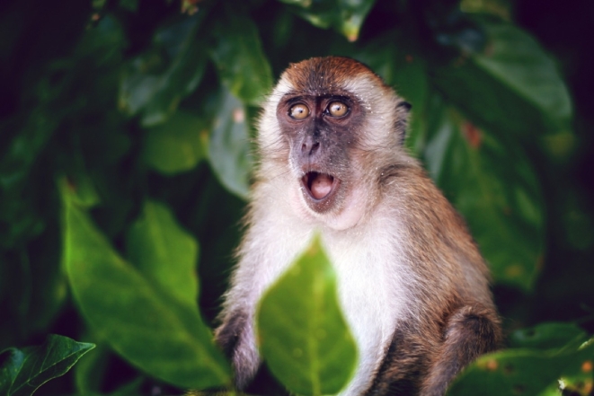Здивована мавпа кумедні фото