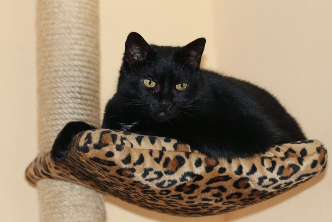 Міжнародний день чорного кота: фото найкрасивіших пухнастиків такої масті - фото №4