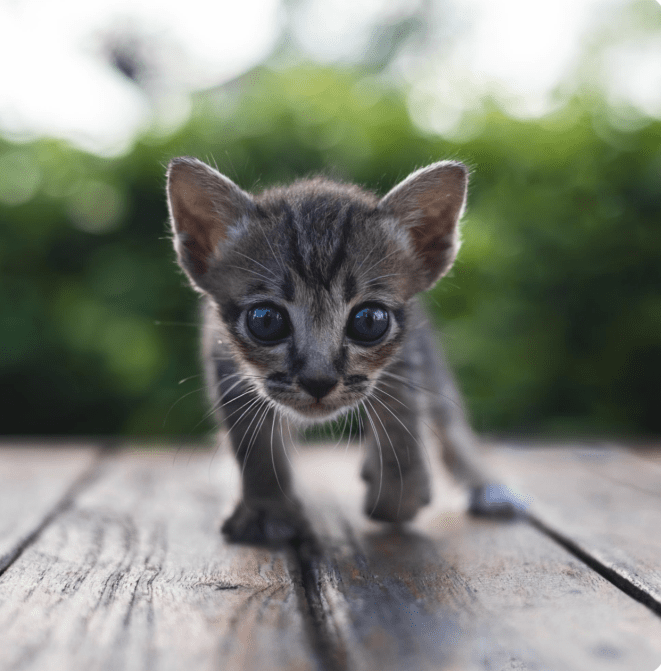 Милые и смешные фото кошек