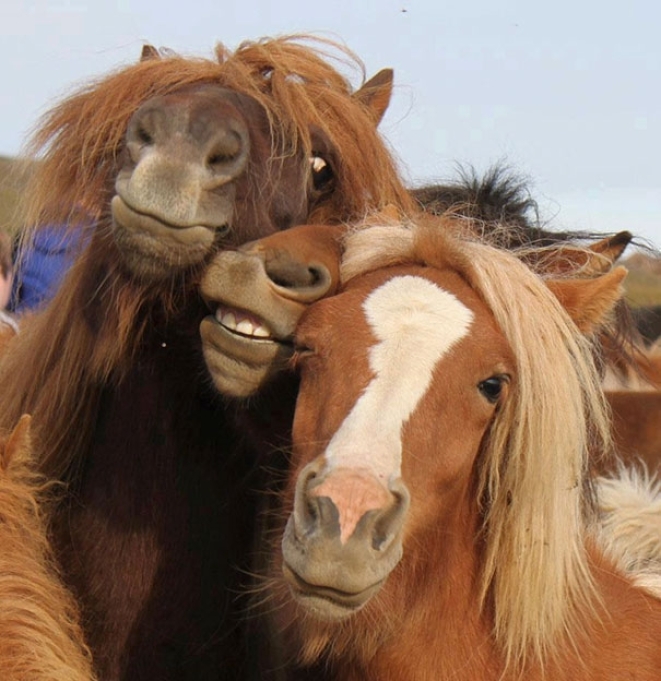 Кумедні фото коней