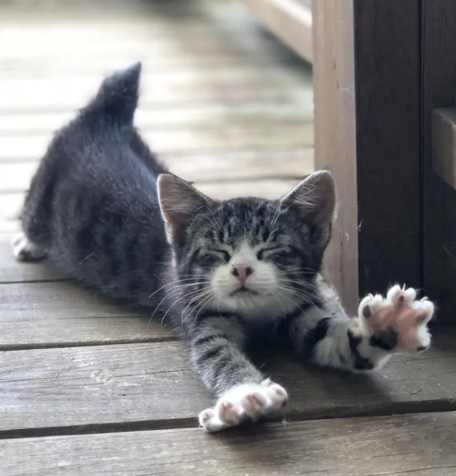 Милые и смешные котики — фото для хорошего настроения