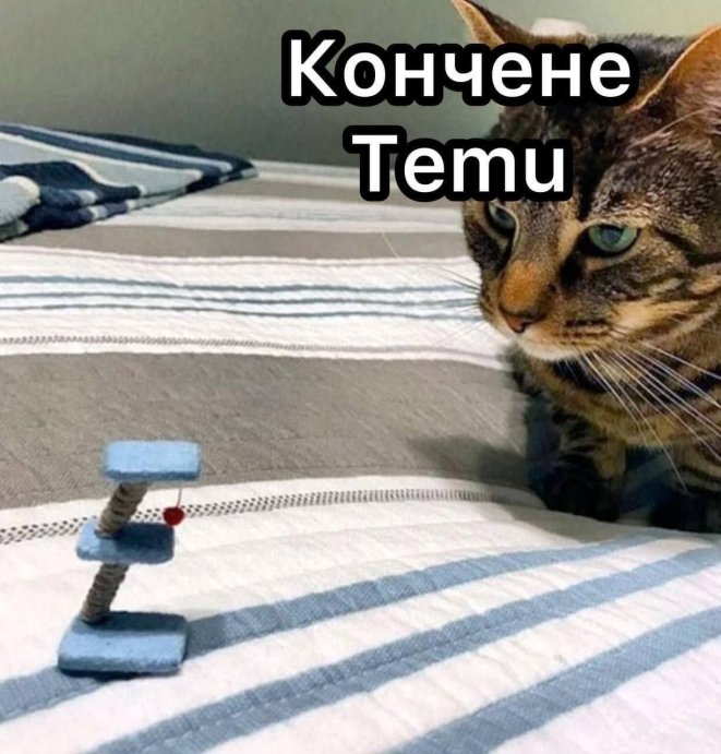 Когда твой кот – главный мем в доме