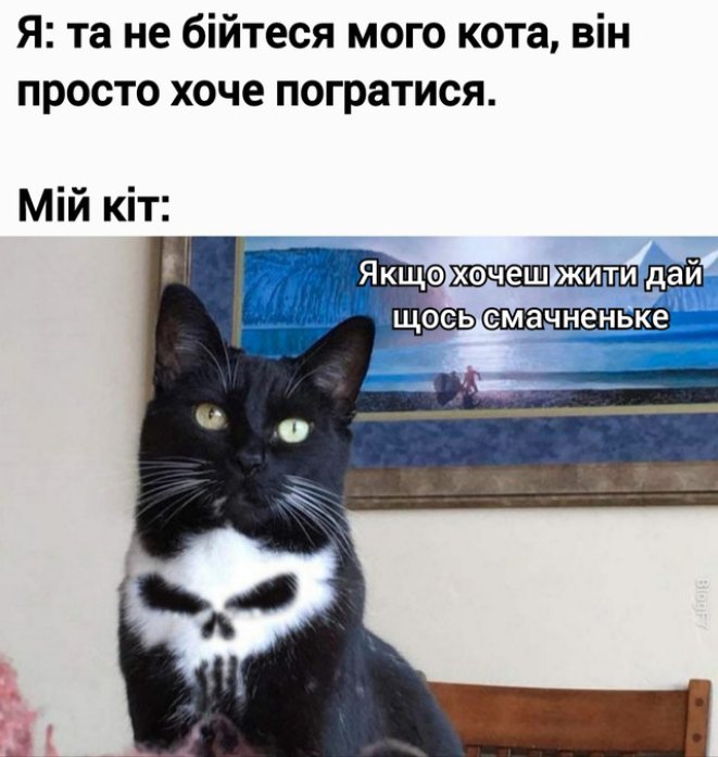 Найсмішніші меми про котів