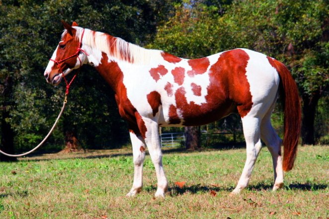 Цікаві факти про коней