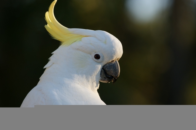 Дзвінкі та яскраві: світлини папуг, які не залишать нікого байдужими (ФОТО) - фото №2