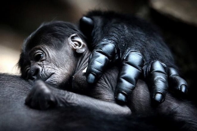 Детеныш обезьяны милое фото