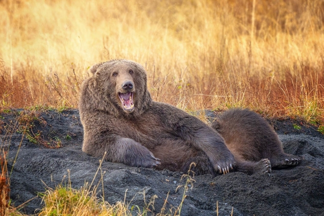 Comedy Wildlife Photography Awards опубликовала самые комичные фото животных - фото №13