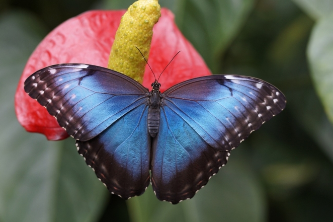 Найгарніша комаха: світлини метеликів, які надихають і заряджають енергією (ФОТО) - фото №5