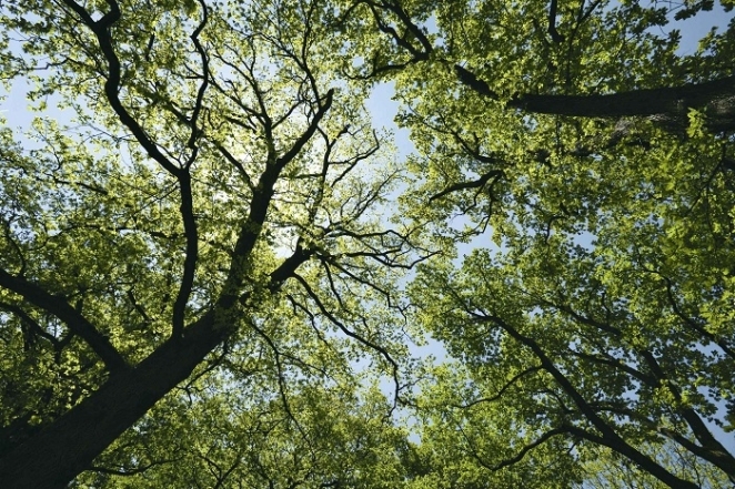 Фонд Yves Rocher висадив 100 мільйонів дерев у світі - фото №3