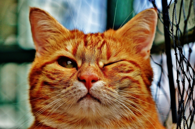 День кота в Европе: самые милые фотографии котиков-муркотиков (ФОТО) - фото №1