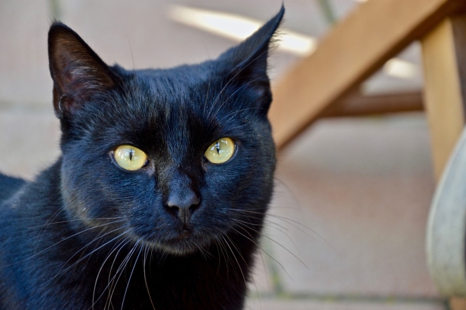 Международный день черного кота: фото самых красивых пушистиков такой масти - фото №9