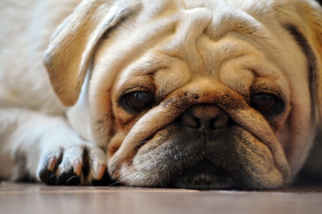 мопси цікаві факти