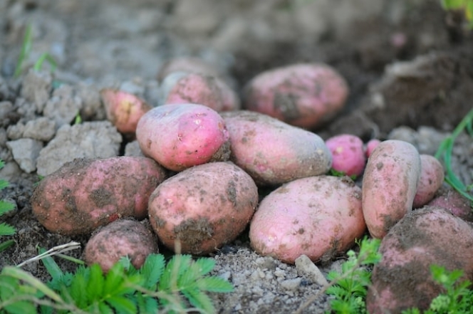 Как подготовиться к посадке картофеля