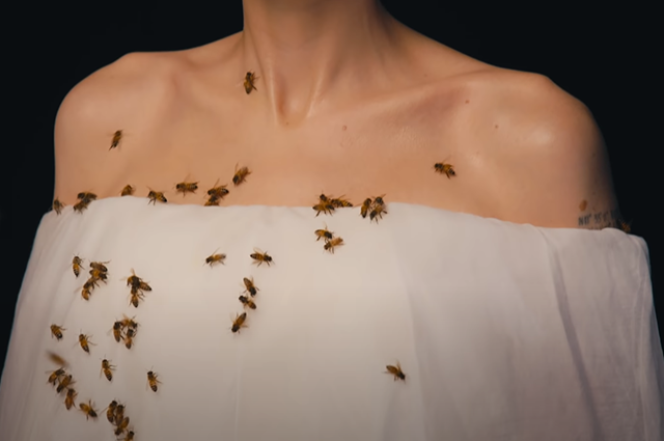 анджелина джоли пчелы