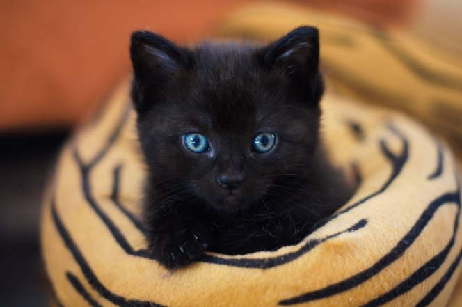 Международный день черного кота: фото самых красивых пушистиков такой масти - фото №16