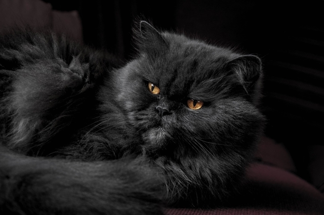 Международный день черного кота: фото самых красивых пушистиков такой масти - фото №19