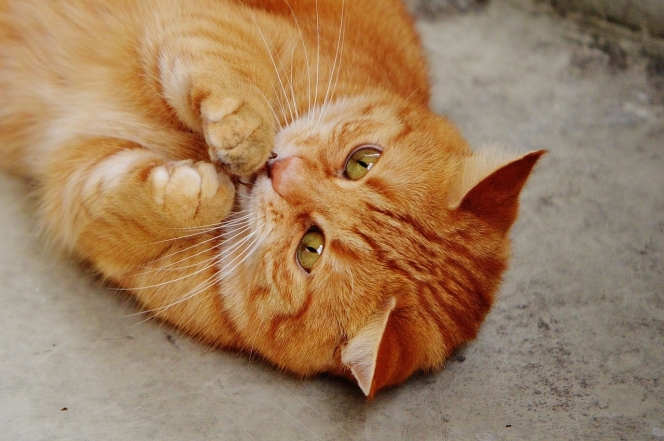 День кота в Європі: наймиліші світлини котиків-муркотиків (ФОТО) - фото №16